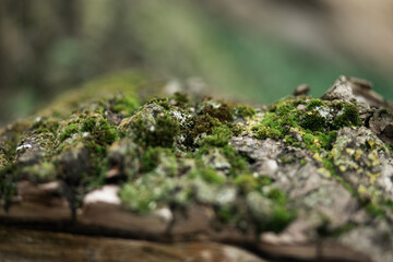 moss on tree from closeup macro