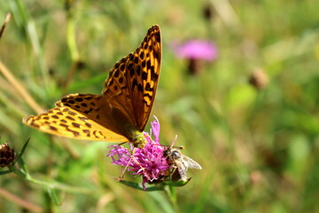 butterfly and flower in Breinig Rhineland Germany Europe