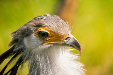 portrait of a secretary bird