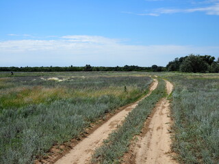 Fototapeta na wymiar Rural dusty countryside road trough a fields with wild herbs and flowers