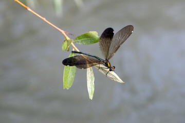 Beautiful damselfly Calopteryx splendens (female) sits on a blade of grass