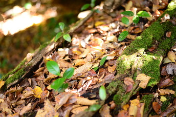 倒木に新芽