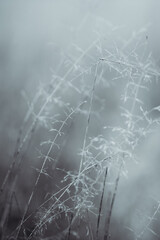 grass in a frosty fogy field