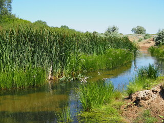 Small, narrow river on the background of fabulous wildlife among the forest area of trees, pines and deciduous trees. Natural landscape scenery