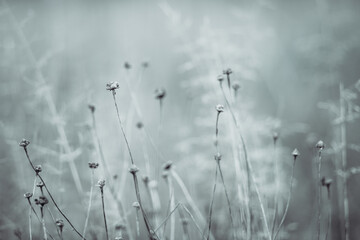 grass in the fog on blue grey background