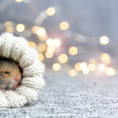 Baby hamster sleeps in a knitted sock or mitten on a gray background with gold bokeh. Gift for christmas, birthday, holiday. Portrait of a cute Syrian hamster. Festive square background, copy space.
