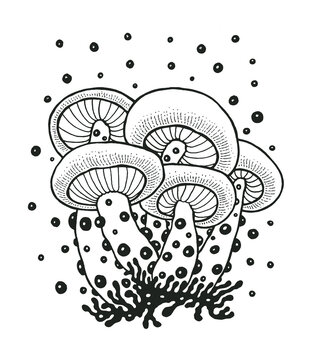Magic mushrooms. Hand drawn design element. Engraving style. Vector illustration