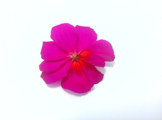 Fototapeta na wymiar geranium flower on white bacground. pink flower isolated on white