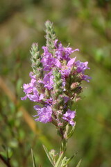 Obraz premium Purple Loosestrife (Lythrum salicaria)