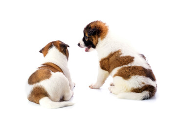 Naklejka na ściany i meble Two puppies with a white and brown coat are healthy and strong, with soft hair on a white background.