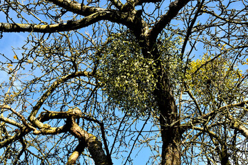 mistletoe in a with ripe berries