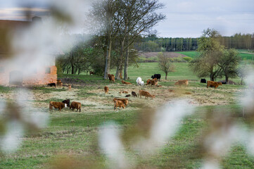 krowy przy stary gospodarstwie © Kuba Zdanowicz