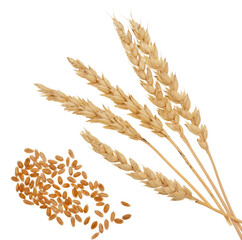 Wheat on white
