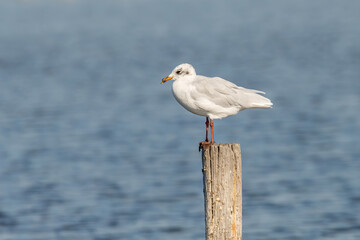 Portrait of natural common black-headed gull (Larus ridibundus)