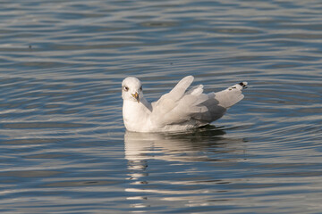Portrait of natural common black-headed gull (Larus ridibundus)