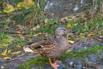 Birds and animals in wildlife. Mallard Duck, Anas platyrhynchos.