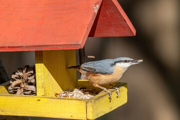 Close up picture of Eurasian nuthatch (Sitta europaea) sitting on bird feeder