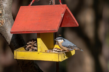 Close up picture of Eurasian nuthatch (Sitta europaea) sitting on bird feeder