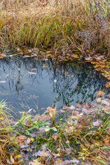 Abandoned wild pond with mud in the middle of the city park