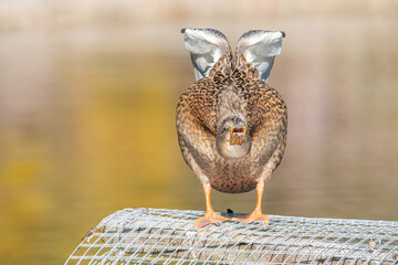 Birds and animals in wildlife. Mallard Duck, Anas platyrhynchos.