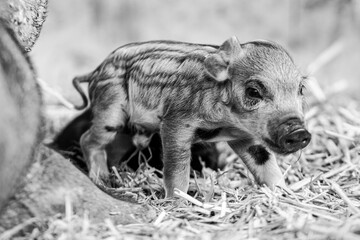 Ferkel