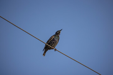 Close up of European Starling (Sturnus vulgaris)