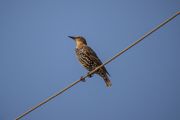 Close up of European Starling (Sturnus vulgaris)