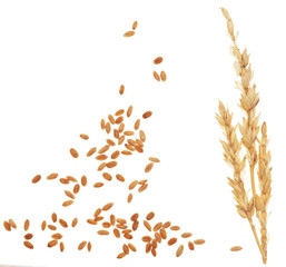 Wheat straw on white