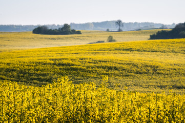 pole rzepaku
