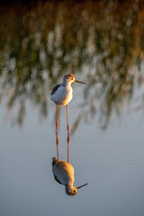 The black-winged stilt (Himantopus himantopus) bird on salt lake