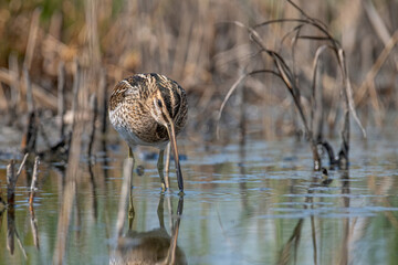 Common snipe or Gallinago gallinago standing in wildlife
