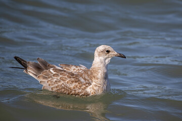 Detailed portrait of  Juvenile Yellow-legged gull (larus michahellis)
