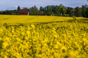gospodarstwo w polu rzepaku © Kuba Zdanowicz