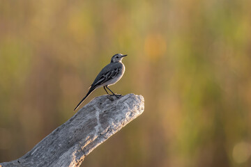 White wagtail, bird. The wagtails form the passerine bird genus Motacilla.