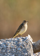 Black headed  yellow wagtail (Motacilla flava feldegg)