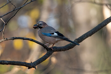 Closeup of Eurasian Jay ( Garrulus glandarius) in its natural habitat