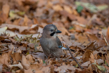 Closeup of Eurasian Jay ( Garrulus glandarius) in its natural habitat