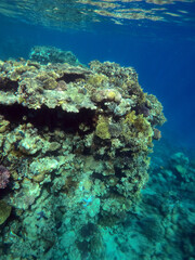 Tropical coral reef. Ecosystem and environment. Egypt. Near Sharm El Sheikh