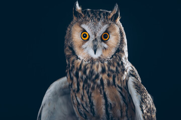 Amazing Long-Eared Owl in studio against black background with beautiful orange eyes. 