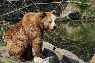 brown bear in the water 