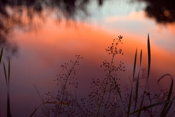 grasses silhouettes near the lake with sunset colorful sky reflection - close up