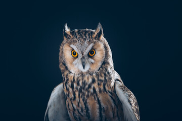 Amazing Long-Eared Owl in studio against black background with beautiful orange eyes. 