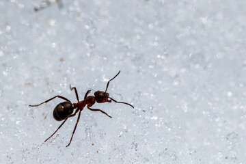 black ant on the ground, on the ice and snow