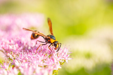Golden digger wasp picks honey on a flower