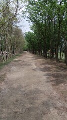 Fototapeta premium alley in the park