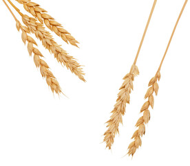 Wheat on white