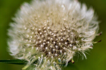 close up of a dandelion seed head