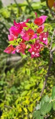 Vougainvillea in the garden 