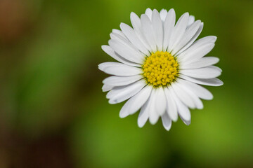 Obraz na płótnie Canvas daisy flower in the grass closeup