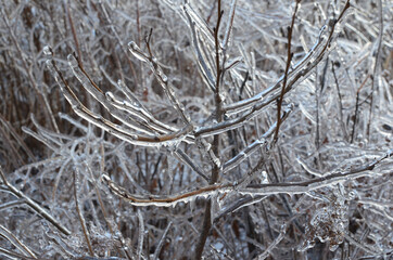 Winter background or landscape nature in winter ice on tree branches frozen forest crystal